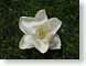 DSWmagnolia.jpg Flora Flora - Flower Blossoms grass closeup close up macro zoom photography