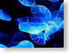 DSjellyfish.jpg Fauna jellyfish jelly fish black blue aquarium scuba diving Under Water photography