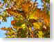 DV02autumnMisma.jpg Flora leaves leafs fall colors closeup close up macro zoom photography