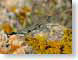 DVminiCrocodile.jpg Fauna closeup close up macro zoom lizards reptiles animals photography