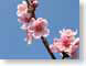 DVpeachBlossoms.jpg Flora blue pink blown glass photography