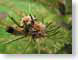 EEpricklyBloom.jpg Flora - Flower Blossoms photography green tree branches pine needles