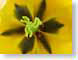 EEsunburst.jpg Flora Flora - Flower Blossoms yellow tulips