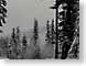 EF01snoqualmie.jpg trees forest woods woodlands snow white Landscapes - Nature winter