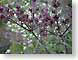 EF02concordia.jpg Flora Flora - Flower Blossoms purple lavendar lavender University and College Campuses