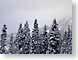 EF02snoqualmie.jpg trees forest woods woodlands snow white Landscapes - Nature winter