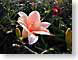 EF2pinkLilly.jpg Flora Flora - Flower Blossoms