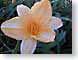 EFpinkLilly.jpg Flora Flora - Flower Blossoms