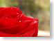 EHrose.jpg Flora - Flower Blossoms photography closeup close up macro zoom red