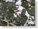 EK2holly.jpg Flora leaves leafs snow white green