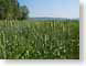 EKgrainField.jpg Flora Landscapes - Rural green photography