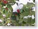 EKholly.jpg Flora leaves leafs snow white green closeup close up macro zoom photography
