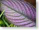 ENU01purpleGreen.jpg Flora leaves leafs closeup close up macro zoom photography