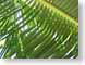 ENU02underPalm.jpg Flora leaves leafs green lines photography