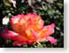 ENU200510rose.jpg Flora Flora - Flower Blossoms closeup close up macro zoom photography