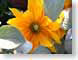 ENU200510yellow.jpg Flora Flora - Flower Blossoms yellow closeup close up macro zoom photography