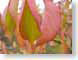 ENUarboretum.jpg Flora leaves leafs fall colors photography