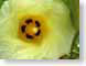 ENUbeachFlower.jpg Flora Flora - Flower Blossoms yellow closeup close up macro zoom photography