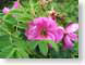ENUbee.jpg Flora insects bugs Flora - Flower Blossoms leaves leafs green pink