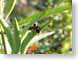 ENUbugginOut.jpg Fauna insects bugs green closeup close up macro zoom photography