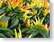 ENUchillyChilis.jpg Flora yellow vegetables closeup close up macro zoom fruit photography