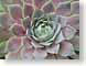 ENUcircularSucc.jpg Flora Flora - Flower Blossoms leaves leafs closeup close up macro zoom photography succulents