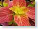 ENUcoleusOutburs.jpg Flora leaves leafs yellow closeup close up macro zoom red photography
