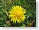 ENUdandelion.jpg Flora Flora - Flower Blossoms yellow green closeup close up macro zoom photography