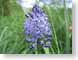 ENUdelicateBlue.jpg Flora Flora - Flower Blossoms grass green photography
