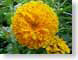 ENUdelicateYellw.jpg Flora Flora - Flower Blossoms yellow green closeup close up macro zoom photography