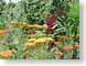 ENUflowerGarden.jpg Flora Flora - Flower Blossoms yellow purple lavendar lavender orange photography