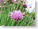 ENUgarlic.jpg Flora Flora - Flower Blossoms leaves leafs purple lavendar lavender green photography