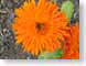 ENUgerberDaisy.jpg Flora Flora - Flower Blossoms closeup close up macro zoom orange photography