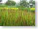 ENUgrasses.jpg Flora yellow green meadow