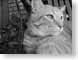 ENUgreyscaleCat.jpg Fauna felines cats animals black and white bw grayscale black & white photography