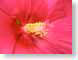ENUhibiscus.jpg Flora - Flower Blossoms closeup close up macro zoom photography red