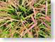 ENUintoTheGrass.jpg Flora leaves leafs green closeup close up macro zoom brown photography