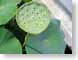 ENUlilyPod.jpg Flora leaves leafs green closeup close up macro zoom photography