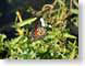 ENUmonarch.jpg Flora butterfly moths butterflies insects grass closeup close up macro zoom photography