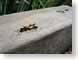 ENUnappingWasp.jpg Fauna insects bugs woodgrain wood grain photography