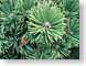 ENUneedlePoints.jpg Flora green closeup close up macro zoom photography