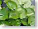 ENUpuddlePads.jpg Flora water leaves leafs green closeup close up macro zoom photography