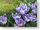ENUpurpleCrocus.jpg Flora Flora - Flower Blossoms purple lavendar lavender grass green