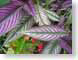 ENUpurpleGreen.jpg Flora leaves leafs photography