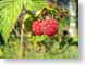 ENUraspberries.jpg Flora leaves leafs green red fruit photography