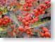 ENUredBerries.jpg Flora fall colors