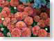 ENUredMums.jpg Flora Flora - Flower Blossoms closeup close up macro zoom photography