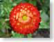 ENUred.jpg Flora Flora - Flower Blossoms green closeup close up macro zoom