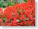 ENUsaturated.jpg Flora - Flower Blossoms photography red