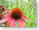 ENUspikey.jpg Flora - Flower Blossoms closeup close up macro zoom red photography